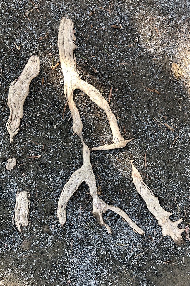 tree roots image